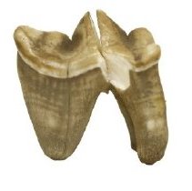 Omc 1960.719.004  (1) Edited